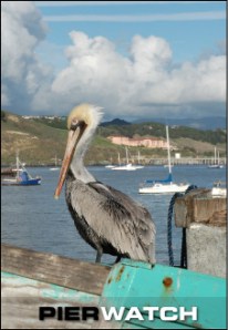 Port San Luis Harford Pier